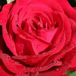 K579 Róża wielkokwiatowa STÖRTEBEKER®