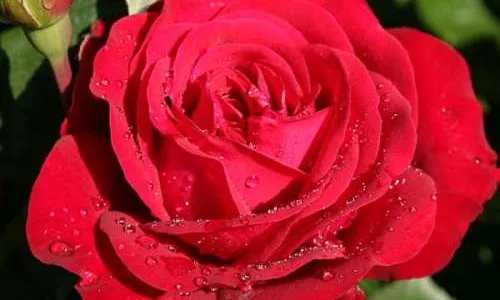 K579 Róża wielkokwiatowa STÖRTEBEKER®