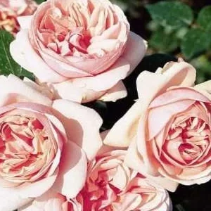 K580 Róża wielkokwiatowa APHRODITE®