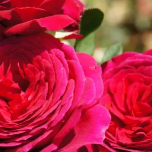 K581 Róża wielkokwiatowa BIG PURPLE®