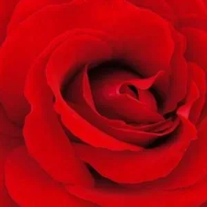 K582 Róża wielkokwiatowa Dusza zapachów 84®