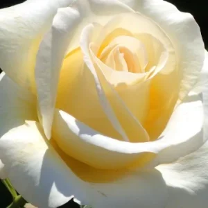 K583 Róża wielkokwiatowa CHOPIN