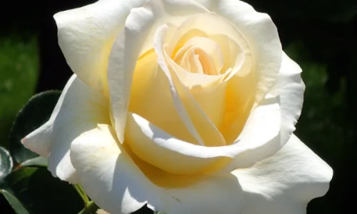 K583 Róża wielkokwiatowa CHOPIN