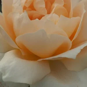 K584 Casanova (róża wielkokwiatowa)