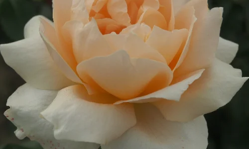 K584 Casanova (róża wielkokwiatowa)