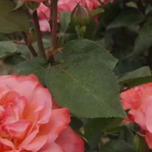 K585 Róża wielkokwiatowa AACHENER DOM / Różowa Pantera