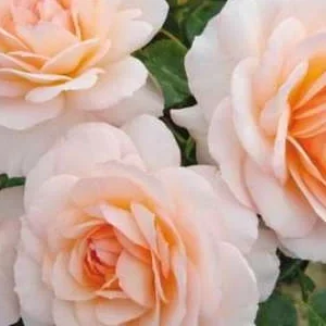 K586 Róża parkowa SCHLOSS EUTIN®