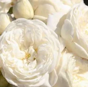 K587 Róża parkowa ARTEMIS®