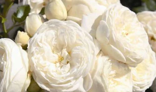 K587 Róża parkowa ARTEMIS®