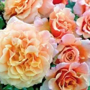 K588 Róża parkowa CARAMELLA®