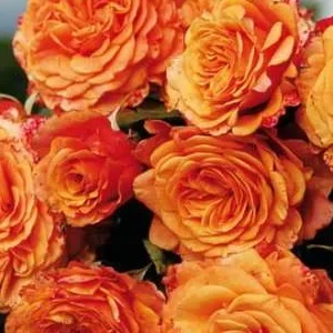 K589 Róża parkowa LA VILLA COTTA®