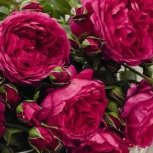 K590 Róża parkowa SOUL®