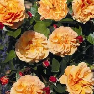 K591 Róża parkowa ARABIA®