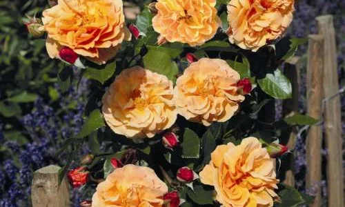 K591 Róża parkowa ARABIA®