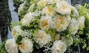 K592 Róża parkowa FRIEDENSLICHT®