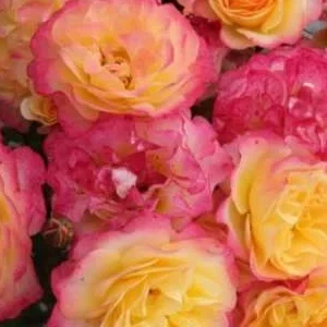 K594 Róża parkowa LANDLUST®