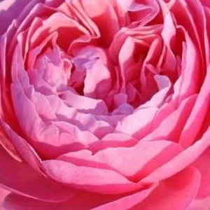 K595 Róża parkowa KÖLNER FLORA® - syn. Flora Colonia