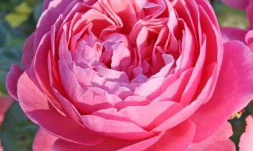 K595 Róża parkowa KÖLNER FLORA® - syn. Flora Colonia