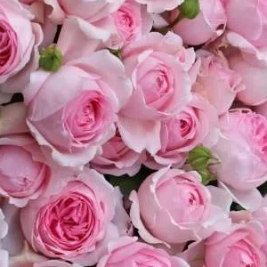 K596 Róża parkowa WELLENSPIEL®