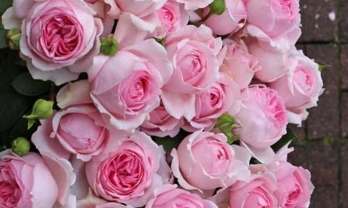 K596 Róża parkowa WELLENSPIEL®