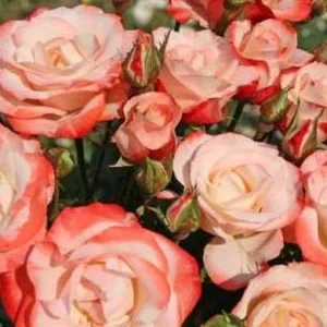 K597 Róża parkowa AUF DIE FREUNDSCHAFT®