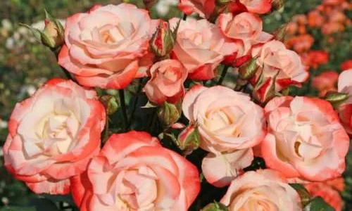 K597 Róża parkowa AUF DIE FREUNDSCHAFT®