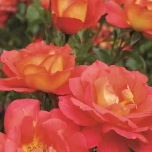 K598 Róża parkowa SHANTY®