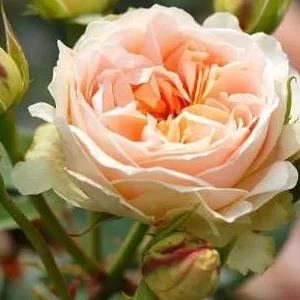 K599 Róża parkowa MATTHIAS CLAUDIUS ROSE®