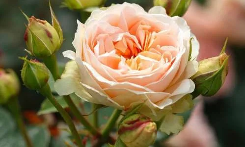 K599 Róża parkowa MATTHIAS CLAUDIUS ROSE®