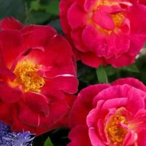 K600 Róża parkowa ILE DE FLEURS®