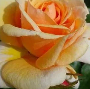 K601 Róża parkowa CIRCLE OF LIFE®