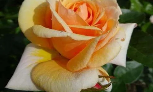 K601 Róża parkowa CIRCLE OF LIFE®