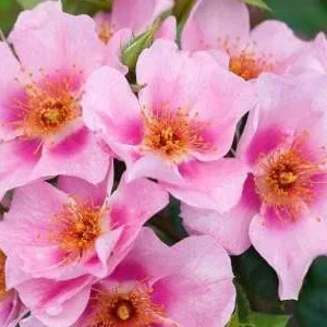 K602 Róża parkowa ORIENTA® LAILA