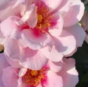 K603 Róża parkowa ORIENTA® MAGNOLIA