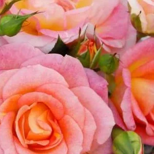 K604 Róża parkowa DEKORA®