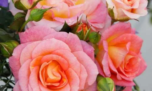 K604 Róża parkowa DEKORA®