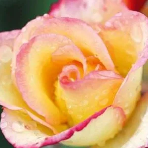 K605 Róża parkowa COMEDY®