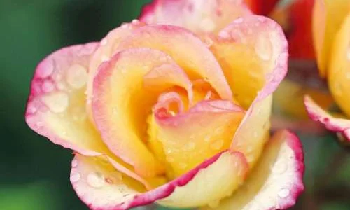 K605 Róża parkowa COMEDY®