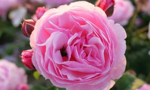 K606 Róża parkowa FLASHLIGHT®