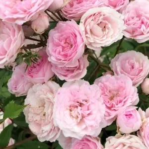 K607 Róża parkowa PASHMINA®