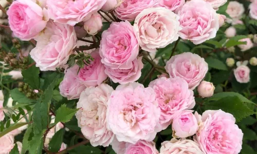 K607 Róża parkowa PASHMINA®