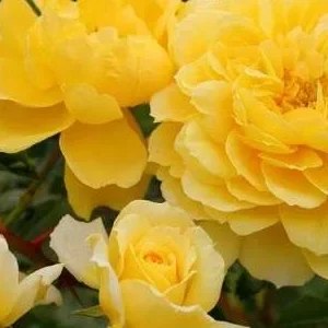 K608 Róża parkowa SPINELLI®