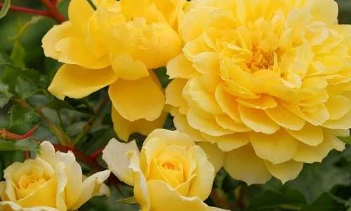 K608 Róża parkowa SPINELLI®