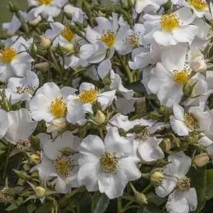 K609 Róża parkowa ZIMA NADCHODZI®