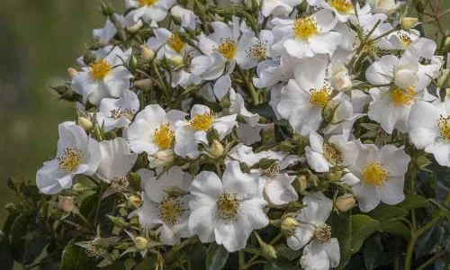 K609 Róża parkowa ZIMA NADCHODZI®