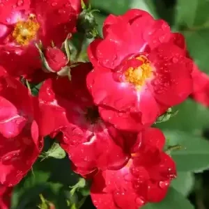 K610 Róża parkowa LA BELLE ROUGE®