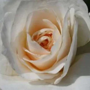 K611 Róża parkowa SŁODKA BLONDYNKA®