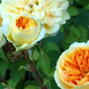 K612 Róża parkowa SZEPTUCHA