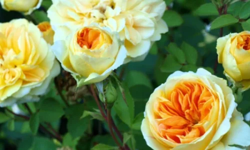 K612 Róża parkowa SZEPTUCHA