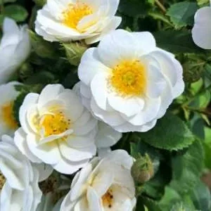 K613 Róża parkowa KITA GRONOSTAJA